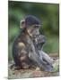 Infant Chacma Baboon (Papio Ursinus) Eating, Kruger National Park, South Africa, Africa-James Hager-Mounted Photographic Print