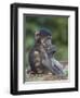 Infant Chacma Baboon (Papio Ursinus) Eating, Kruger National Park, South Africa, Africa-James Hager-Framed Photographic Print