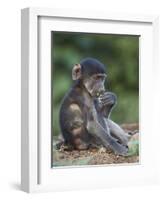 Infant Chacma Baboon (Papio Ursinus) Eating, Kruger National Park, South Africa, Africa-James Hager-Framed Photographic Print