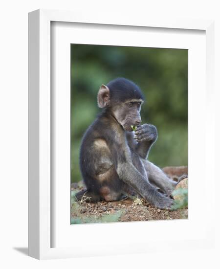 Infant Chacma Baboon (Papio Ursinus) Eating, Kruger National Park, South Africa, Africa-James Hager-Framed Photographic Print