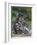 Infant Chacma Baboon (Papio Ursinus) Eating, Kruger National Park, South Africa, Africa-James Hager-Framed Photographic Print