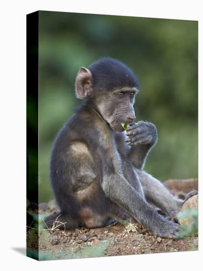 Infant Chacma Baboon (Papio Ursinus) Eating, Kruger National Park, South Africa, Africa-James Hager-Stretched Canvas