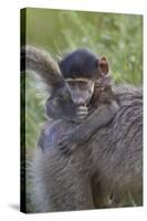 Infant Chacma Baboon (Papio Ursinus), Kruger National Park, South Africa, Africa-James Hager-Stretched Canvas