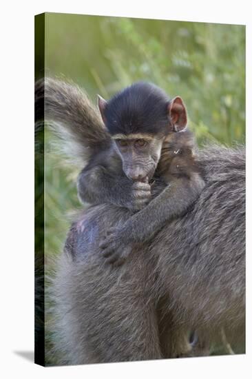 Infant Chacma Baboon (Papio Ursinus), Kruger National Park, South Africa, Africa-James Hager-Stretched Canvas