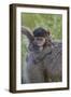 Infant Chacma Baboon (Papio Ursinus), Kruger National Park, South Africa, Africa-James Hager-Framed Photographic Print