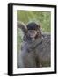 Infant Chacma Baboon (Papio Ursinus), Kruger National Park, South Africa, Africa-James Hager-Framed Photographic Print