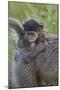 Infant Chacma Baboon (Papio Ursinus), Kruger National Park, South Africa, Africa-James Hager-Mounted Photographic Print