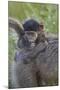 Infant Chacma Baboon (Papio Ursinus), Kruger National Park, South Africa, Africa-James Hager-Mounted Photographic Print