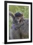 Infant Chacma Baboon (Papio Ursinus), Kruger National Park, South Africa, Africa-James Hager-Framed Photographic Print