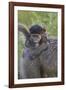 Infant Chacma Baboon (Papio Ursinus), Kruger National Park, South Africa, Africa-James Hager-Framed Photographic Print