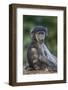 Infant Chacma Baboon (Papio Ursinus), Kruger National Park, South Africa, Africa-James Hager-Framed Photographic Print