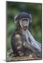 Infant Chacma Baboon (Papio Ursinus), Kruger National Park, South Africa, Africa-James Hager-Mounted Photographic Print