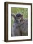 Infant Chacma Baboon (Papio Ursinus), Kruger National Park, South Africa, Africa-James Hager-Framed Photographic Print