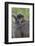 Infant Chacma Baboon (Papio Ursinus), Kruger National Park, South Africa, Africa-James Hager-Framed Photographic Print