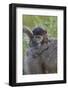 Infant Chacma Baboon (Papio Ursinus), Kruger National Park, South Africa, Africa-James Hager-Framed Photographic Print