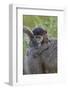 Infant Chacma Baboon (Papio Ursinus), Kruger National Park, South Africa, Africa-James Hager-Framed Photographic Print