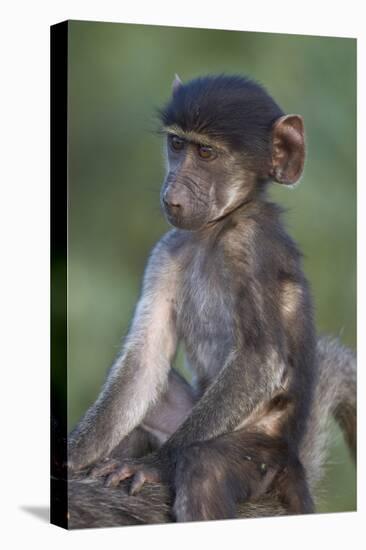 Infant Chacma Baboon (Papio Ursinus) Riding-James Hager-Stretched Canvas