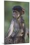 Infant Chacma Baboon (Papio Ursinus) Riding-James Hager-Mounted Photographic Print