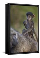 Infant Chacma Baboon (Papio Ursinus) Riding-James Hager-Framed Stretched Canvas