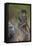 Infant Chacma Baboon (Papio Ursinus) Riding-James Hager-Framed Stretched Canvas