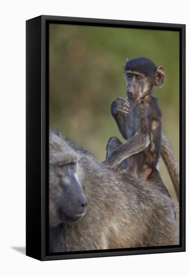 Infant Chacma Baboon (Papio Ursinus) Riding-James Hager-Framed Stretched Canvas