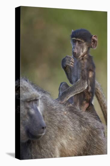 Infant Chacma Baboon (Papio Ursinus) Riding-James Hager-Stretched Canvas