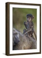 Infant Chacma Baboon (Papio Ursinus) Riding-James Hager-Framed Photographic Print