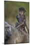 Infant Chacma Baboon (Papio Ursinus) Riding-James Hager-Mounted Photographic Print