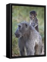Infant Chacma Baboon (Papio Ursinus) Riding-James Hager-Framed Stretched Canvas