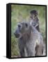 Infant Chacma Baboon (Papio Ursinus) Riding-James Hager-Framed Stretched Canvas