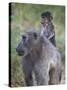 Infant Chacma Baboon (Papio Ursinus) Riding-James Hager-Stretched Canvas