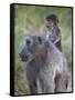 Infant Chacma Baboon (Papio Ursinus) Riding-James Hager-Framed Stretched Canvas