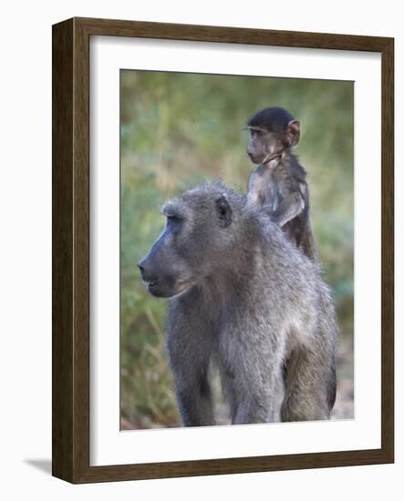 Infant Chacma Baboon (Papio Ursinus) Riding-James Hager-Framed Photographic Print