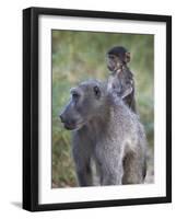 Infant Chacma Baboon (Papio Ursinus) Riding-James Hager-Framed Photographic Print