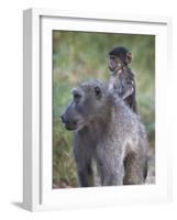 Infant Chacma Baboon (Papio Ursinus) Riding-James Hager-Framed Photographic Print