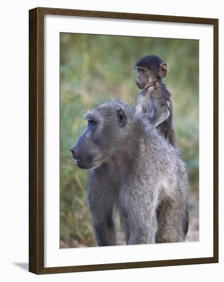 Infant Chacma Baboon (Papio Ursinus) Riding-James Hager-Framed Photographic Print