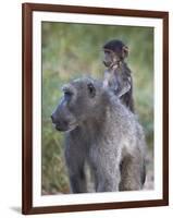 Infant Chacma Baboon (Papio Ursinus) Riding-James Hager-Framed Photographic Print