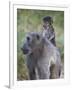 Infant Chacma Baboon (Papio Ursinus) Riding-James Hager-Framed Photographic Print