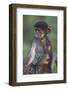 Infant Chacma Baboon (Papio Ursinus) Riding-James Hager-Framed Photographic Print