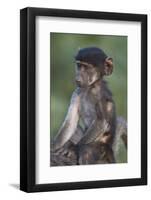 Infant Chacma Baboon (Papio Ursinus) Riding-James Hager-Framed Photographic Print