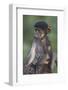 Infant Chacma Baboon (Papio Ursinus) Riding-James Hager-Framed Photographic Print