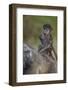 Infant Chacma Baboon (Papio Ursinus) Riding-James Hager-Framed Photographic Print