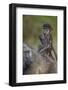 Infant Chacma Baboon (Papio Ursinus) Riding-James Hager-Framed Photographic Print