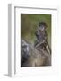 Infant Chacma Baboon (Papio Ursinus) Riding-James Hager-Framed Photographic Print