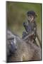 Infant Chacma Baboon (Papio Ursinus) Riding-James Hager-Mounted Photographic Print