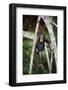 Infant Chimpanzee climbing in tree, Republic of Congo, Africa-Eric Baccega-Framed Photographic Print