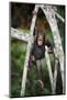 Infant Chimpanzee climbing in tree, Republic of Congo, Africa-Eric Baccega-Mounted Photographic Print
