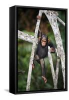 Infant Chimpanzee climbing in tree, Republic of Congo, Africa-Eric Baccega-Framed Stretched Canvas