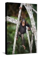 Infant Chimpanzee climbing in tree, Republic of Congo, Africa-Eric Baccega-Stretched Canvas