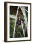 Infant Chimpanzee climbing in tree, Republic of Congo, Africa-Eric Baccega-Framed Photographic Print
